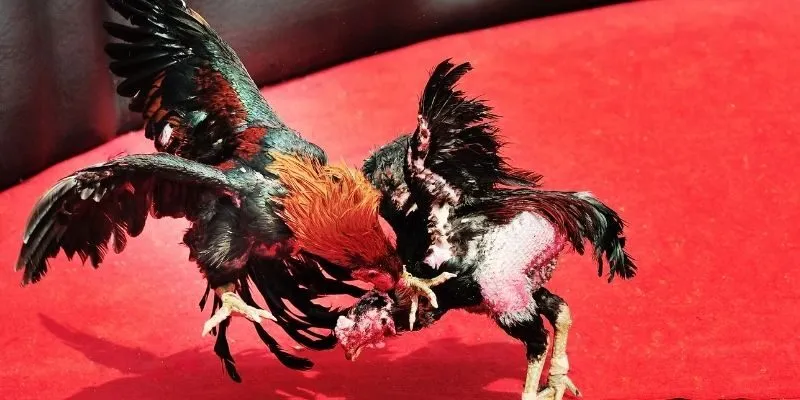 Danh sách các lưu ý quan trọng khi cược hội viên cần nắm