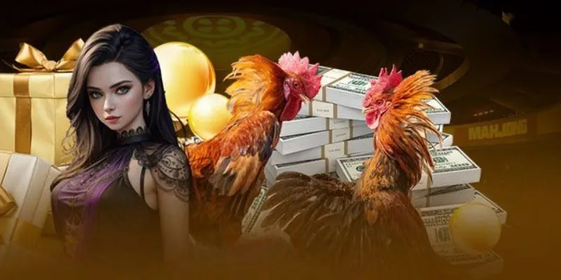 Giới thiệu các dữ liệu tiêu biểu về đá gà King88