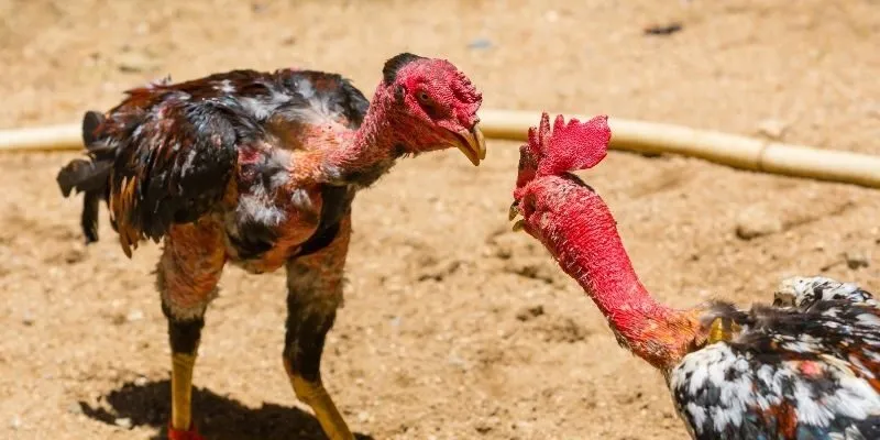 Luật đá gà online đơn giản, đặt cược dễ dàng